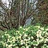 Viburnum carlesii, habit