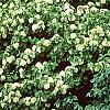 Viburnum carlesii, habit