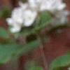 Viburnum carlesii, flowers