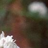 Viburnum carlesii, flowers