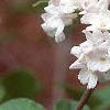 Viburnum carlesii, flowers