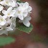 Viburnum carlesii, flowers