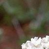 Viburnum carlesii, flowers