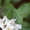 Viburnum carlesii, flowers