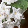 Viburnum carlesii, flowers