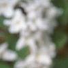 Viburnum carlesii, flowers
