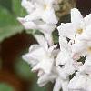 Viburnum carlesii, flowers