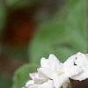 Viburnum carlesii, flowers