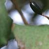 Viburnum carlesii, fruit