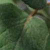 Viburnum carlesii, fruit