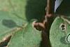 Viburnum carlesii, fruit