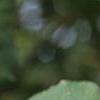 Viburnum carlesii, fruit
