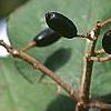 Viburnum carlesii, fruit