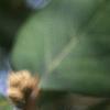 Viburnum carlesii, fruit