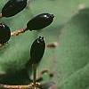 Viburnum carlesii, fruit