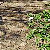 Viburnum carlesii 'Compactum', habit