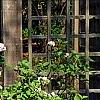 Viburnum carlesii 'Compactum', habit