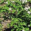 Viburnum carlesii 'Compactum', habit