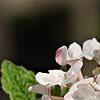 Viburnum carlesii 'Compactum', flowers