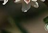 Viburnum carlesii 'Compactum', flowers