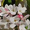 Viburnum carlesii 'Compactum', flowers