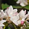 Viburnum carlesii 'Compactum', flowers