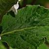 Viburnum carlesii 'Compactum', flowers