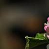 Viburnum carlesii 'Compactum', flowers