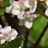 Viburnum carlesii 'Compactum', flowers