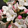 Viburnum carlesii 'Compactum', flowers