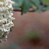 Viburnum x carlcephalum, flowers