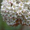 Viburnum x carlcephalum, flowers