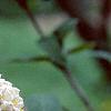 Viburnum x carlcephalum, flowers