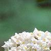 Viburnum x carlcephalum, flowers