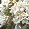Viburnum x carlcephalum, flowers