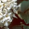 Viburnum x carlcephalum, flowers