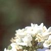 Viburnum x carlcephalum, flowers