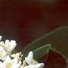 Viburnum x carlcephalum, flowers