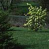 Viburnum x carlcephalum 'Cayuga', habit