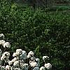 Viburnum x carlcephalum 'Cayuga', habit