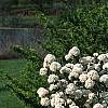 Viburnum x carlcephalum 'Cayuga', habit