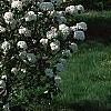 Viburnum x carlcephalum 'Cayuga', habit