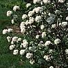 Viburnum x carlcephalum 'Cayuga', habit