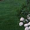 Viburnum x carlcephalum 'Cayuga', habit