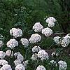 Viburnum x carlcephalum 'Cayuga', habit