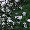 Viburnum x carlcephalum 'Cayuga', habit