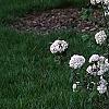 Viburnum x carlcephalum 'Cayuga', habit