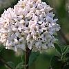 Viburnum x carlcephalum 'Cayuga', flowers