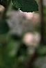 Viburnum x carlcephalum 'Cayuga', flowers