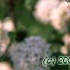Viburnum x carlcephalum 'Cayuga', flowers